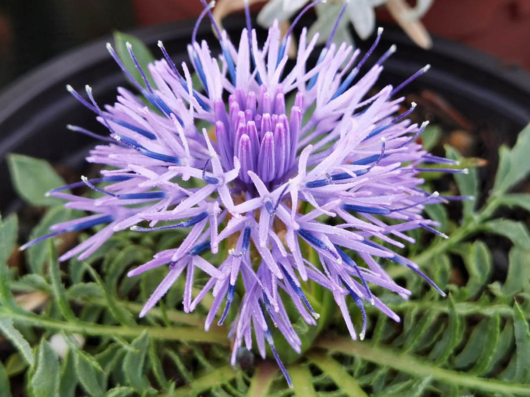 Carduncellus mitissimus 4